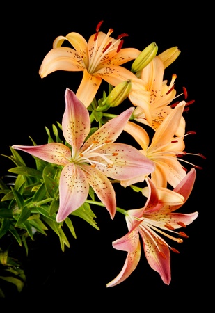 lily isolated on blackの写真素材