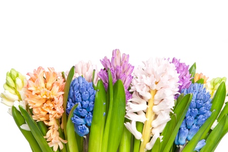 hyacinth isolated on whiteの写真素材