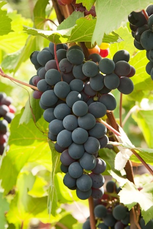 bunches of grapesの写真素材