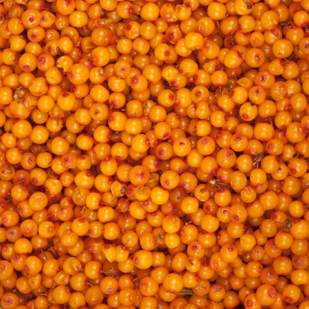  sea-buckthorn, backgroundの写真素材