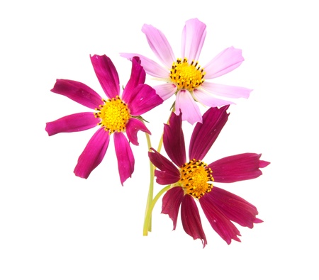 Cosmos, flowers isolted on whiteの写真素材