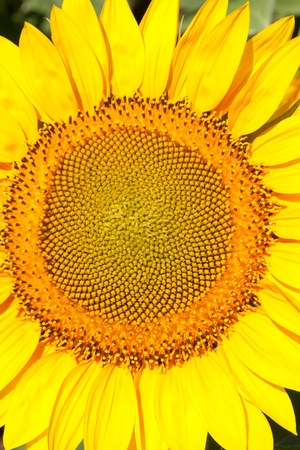 yellow sunflowerの写真素材