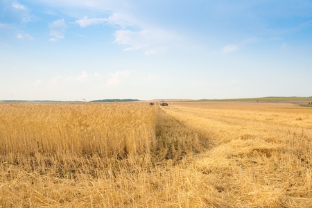 grain harvester combine work in field の写真素材