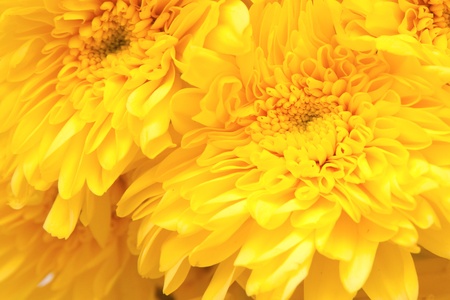 chrysanthemumの写真素材