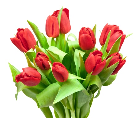 red tulips isolated on whiteの写真素材