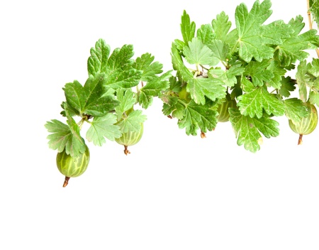 gooseberries isolated on whiteの写真素材