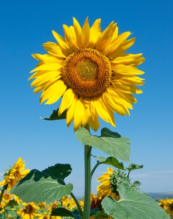 yellow sunflower on blue skyの写真素材