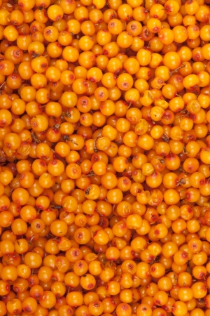  sea-buckthorn, backgroundの写真素材