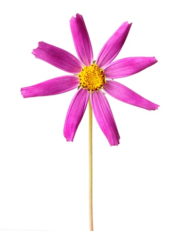Cosmos, flower isolted on whiteの写真素材
