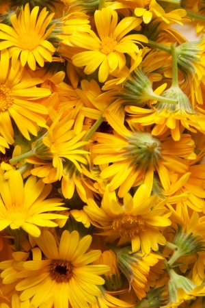 marigold, backgroundの写真素材