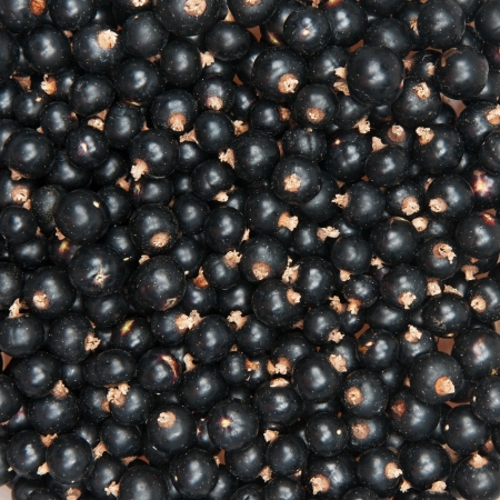 blackcurrant backgroundの写真素材