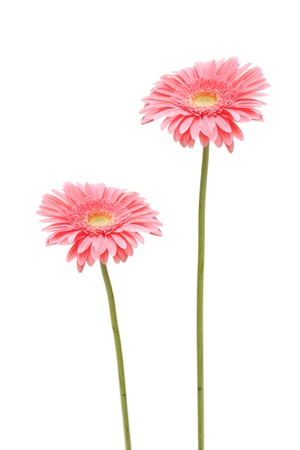 two gebera (african daisy) isolated on whiteの写真素材
