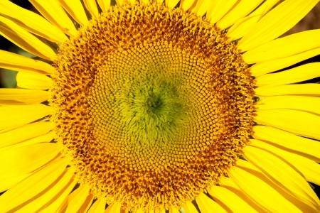 yellow sunflowerの写真素材