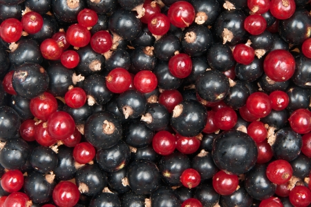 mix of redcurrant and  blackcurrantの写真素材