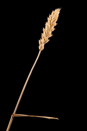 ear of wheat isolated on blackの写真素材