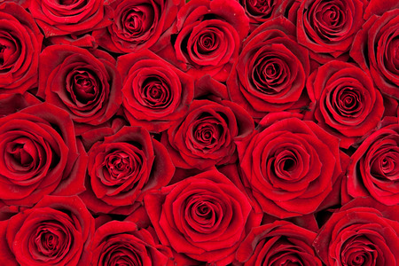 beautiful red rosesの写真素材