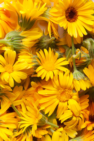 marigold, backgroundの写真素材