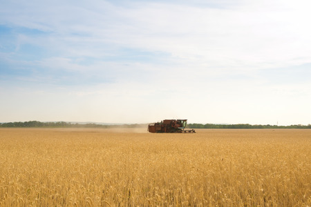 grain harvester combine work in fieldの写真素材