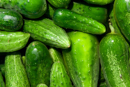 green cucumbers, backgroundの写真素材