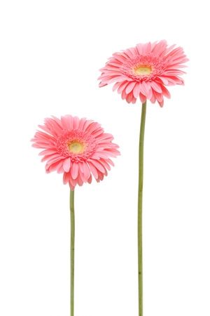 two gebera (african daisy) isolated on whiteの写真素材