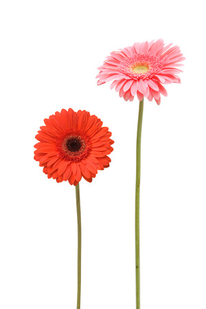 two gebera (african daisy) isolated on whiteの写真素材
