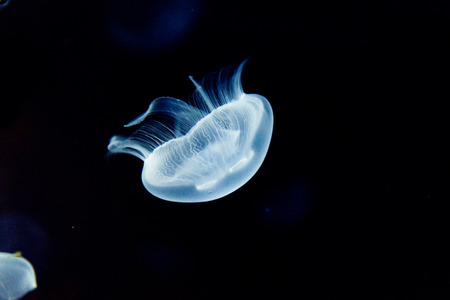 jellyfish, medusaの写真素材