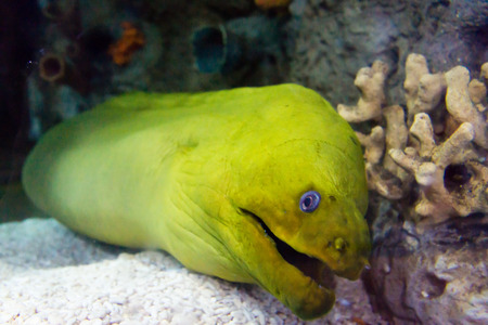 dragon , moray eelの写真素材