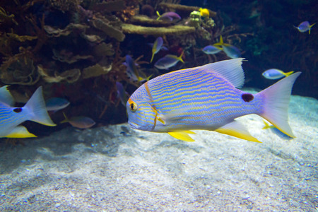 undersea world