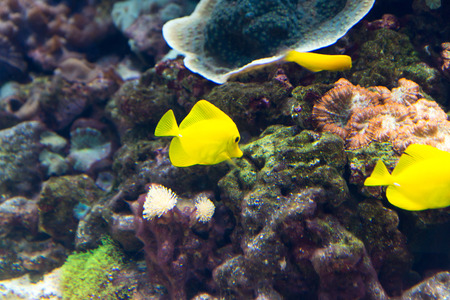 undersea world