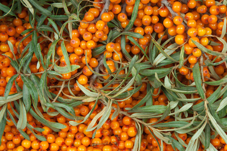orange  sea-buckthorn with green twigの写真素材