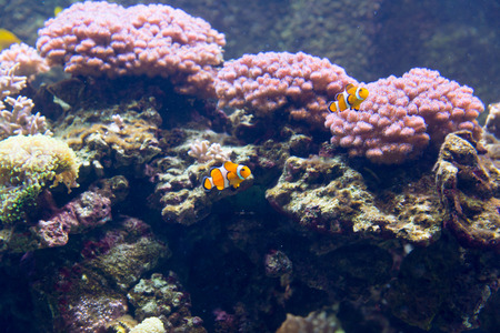 undersea worldの写真素材