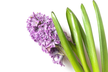 hyacinth isolated on whiteの写真素材