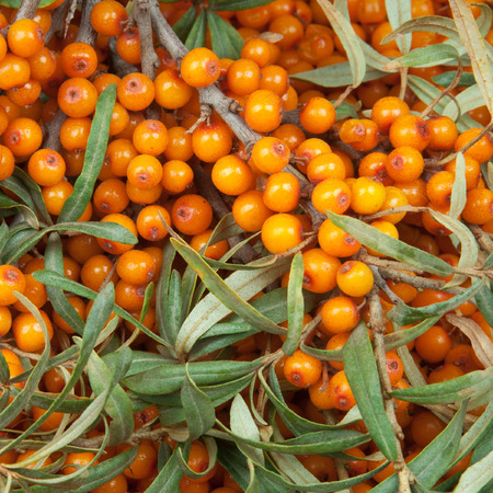 orange  sea-buckthorn with green twigの写真素材