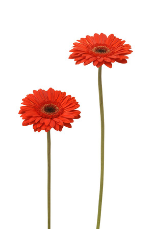 two gebera (african daisy) isolated on whiteの写真素材