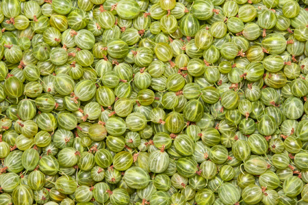 green gooseberry, backgroundの写真素材