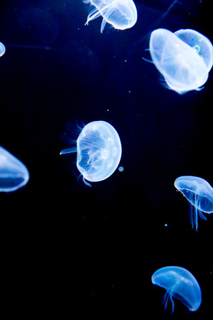 jellyfish, medusaの写真素材