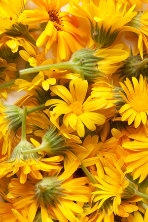marigold, backgroundの写真素材