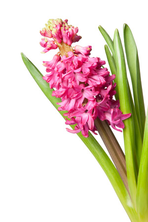 hyacinth isolated on whiteの写真素材