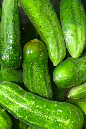 green cucumbers, backgroundの写真素材