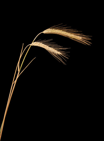 rye isolated on blackの写真素材