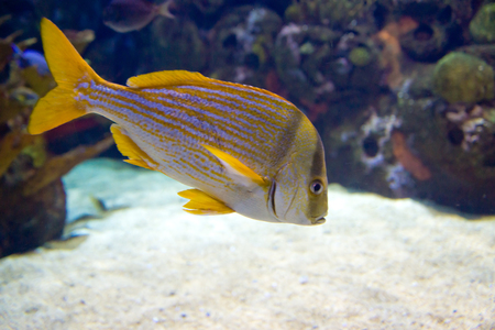 undersea world