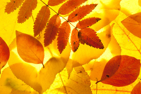 yellow and red leaves backgroundの写真素材