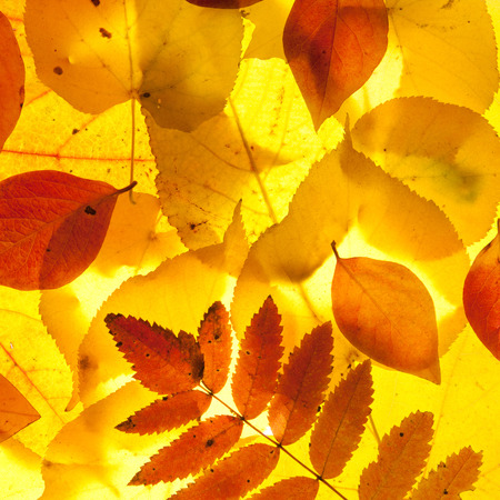 yellow and red leaves backgroundの写真素材