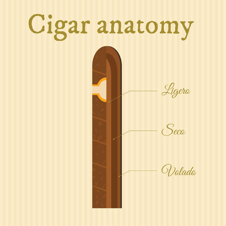 structure of a cigar sectioned to different types of tobaccoのイラスト素材