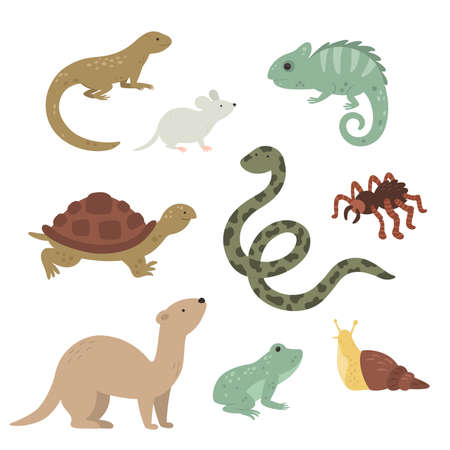 vector exotic pets collection on white backgroundのイラスト素材