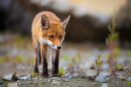 vulpes vulpesの写真素材
