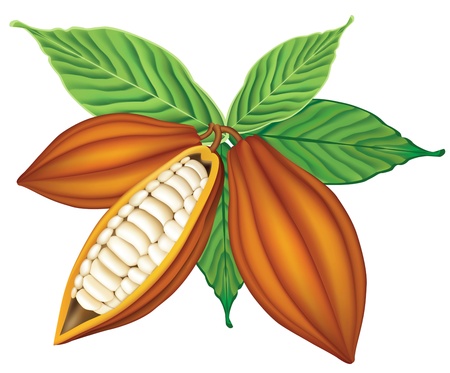 Cocoa beans with green leaves. のイラスト素材