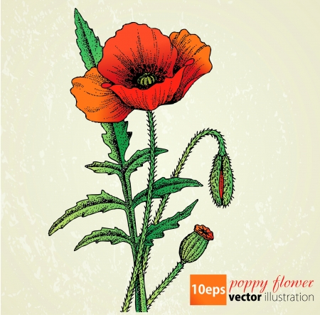 Poppy flowers retroのイラスト素材