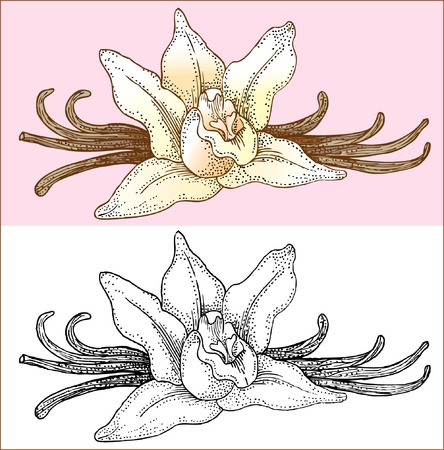vanilla flowers のイラスト素材
