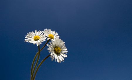 daisies against blue backdropの写真素材